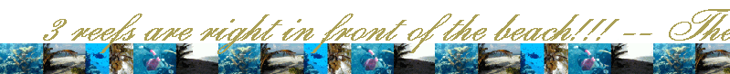 3 reefs are right in front of the beach!!! -- There are three moored reefs directly in front of Scuba Blues shoreline! Go to the "Diving" page of this website to learn more about the great diving you will enjoy. (Underwater scooters will make the sites a lot easier to reach!)