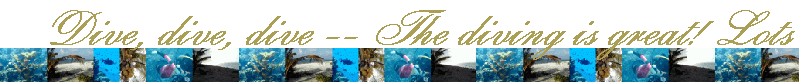 Dive, dive, dive -- The diving is great! Lots of varieties of fish and corals. No wonder the diving in Cayman Brac has won so many acclaims from diving magazines and diving enthusiasts.